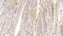 DAB staining on IHC-P;; Samples: Mouse Stomach Tissue; ; Primary Ab: 20μg/ml Rabbit Anti-Mouse PTPRB Antibody; Second Ab: 2µg/mL HRP-Linked Caprine Anti-Rabbit IgG Polyclonal Antibody;