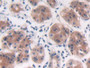 DAB staining on IHC-P; Samples: Human Stomach Tissue; Primary Ab: 30µg/ml Rabbit Anti-Human PTPRB Antibody Second Ab: 2µg/mL HRP-Linked Caprine Anti-Rabbit IgG Polyclonal Antibody