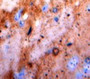 Used in DAB staining on fromalin fixed paraffin-embedded Brain tissue