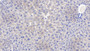 DAB staining on IHC-P; Samples: Mouse Liver Tissue;  Primary Ab: 20µg/ml Rabbit Anti-Mouse ITGb1 Antibody Second Ab: 2µg/mL HRP-Linked Caprine Anti-Rabbit IgG Polyclonal Antibody 