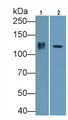 Western Blot; Sample: Recombinant protein.