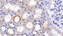 DAB staining on IHC-P; Samples: Human Kidney Tissue; Primary Ab: 20μg/ml Rabbit Anti-Human ITGb1 Antibody Second Ab: 2µg/mL HRP-Linked Caprine Anti-Rabbit IgG Polyclonal Antibody