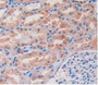 DAB staining on IHC-P; Samples: Human Kidney Tissue