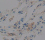 Vitronectin (Vtn) Polyclonal Antibody, Cat#CAU26619