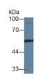 Western Blot; Sample: Mouse 3T3-L1 cell lysate; Primary Ab: 1µg/ml Rabbit Anti-Human VTN Antibody Second Ab: 0.2µg/mL HRP-Linked Caprine Anti-Rabbit IgG Polyclonal Antibody