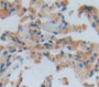 Vitronectin (Vtn) Polyclonal Antibody, Cat#CAU26620