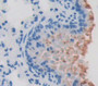 Surfactant Associated Protein D (Spd) Polyclonal Antibody, Cat#CAU26624