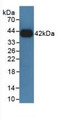 Western Blot; Sample: Recombinant GHR, Rat.