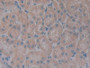 DAB staining on IHC-P; Samples: Rat Kidney Tissue; Primary Ab: 10µg/ml Rabbit Anti-Rat GHR Antibody Second Ab: 2µg/mL HRP-Linked Caprine Anti-Rabbit IgG Polyclonal Antibody