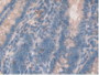 DAB staining on IHC-P; Samples: Rat Intestine Tissue