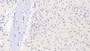 DABstainingonIHC-P.Samples:MouseTissue)