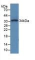 Western Blot; Sample: Recombinant PTPRC, Mouse.