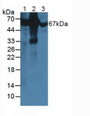 Western Blot; Lane1: Rat Liver Tissue; Lane2: Rat Serum; Lane3: Bovine Serum.