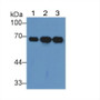 Albumin (ALB) Polyclonal Antibody, CAU26642