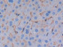 DAB staining on IHC-P; Samples: Mouse Liver Tissue; Primary Ab: 20µg/ml Rabbit Anti-Mouse ALB Antibody Second Ab: 2µg/mL HRP-Linked Caprine Anti-Rabbit IgG Polyclonal Antibody