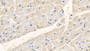 DAB staining on IHC-P; Samples: Bovine Cardiac Muscle Tissue;  Primary Ab: 20μg/ml Rabbit Anti-Bovine ALB Antibody Second Ab: 2µg/mL HRP-Linked Caprine Anti-Rabbit IgG Polyclonal Antibody 
