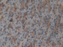 DAB staining on IHC-P; Samples: Rat Stomach Tissue; Primary Ab: 10µg/ml Rabbit Anti-Rat UBE1L Antibody Second Ab: 2µg/mL HRP-Linked Caprine Anti-Rabbit IgG Polyclonal Antibody