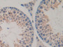 DAB staining on IHC-P; Samples: Mouse Testis Tissue