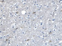 DAB staining on IHC-P; Samples: Human Brain Tissue.
