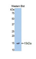 Western Blot; Sample: Recombinant protein.