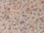 DAB staining on IHC-P; Samples: Mouse Liver Tissue