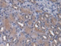 DAB staining on IHC-P; Samples: Rat Kidney Tissue; Primary Ab: 20µg/ml Rabbit Anti-Rat ANGPTL4 Antibody Second Ab: 2µg/mL HRP-Linked Caprine Anti-Rabbit IgG Polyclonal Antibody
