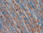 DAB staining on IHC-P; Samples: Mouse Stomach Tissue)