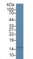 Western Blot; Sample: Bovine Milk; Primary Ab: 5µg/ml Rabbit Anti-Human aLA Antibody Second Ab: 0.2µg/mL HRP-Linked Caprine Anti-Rabbit IgG Polyclonal Antibody