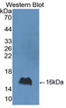 Western Blot; Sample: Recombinant aLA, Bovine.