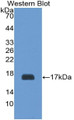 Western Blot; Sample: Recombinant protein.