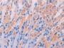 DAB staining on IHC-P; Samples: Mouse Stomach Tissue; Primary Ab: 20µg/ml Rabbit Anti-Mouse IAP Antibody Second Ab: 2µg/mL HRP-Linked Caprine Anti-Rabbit IgG Polyclonal Antibody