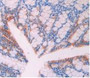 DAB staining on IHC-P; Samples: Mouse Large Intestine Tissue