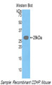 Western Blot; Sample: Recombinant protein.