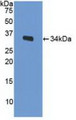 Western Blot; Sample: Recombinant LRP1, Mouse.