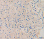 Glypican 4 (Gpc4) Polyclonal Antibody, Cat#CAU26701