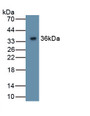 Western Blot; Sample: Recombinant protein.