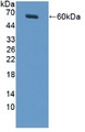 Western Blot; Sample: Recombinant MUC20, Rat.