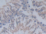 DAB staining on IHC-P; Samples: Rat Testis Tissue; Primary Ab: 30µg/ml Rabbit Anti-Rat MUC20 Antibody Second Ab: 2µg/mL HRP-Linked Caprine Anti-Rabbit IgG Polyclonal Antibody