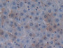 DAB staining on IHC-P; Samples: Rat Liver Tissue.