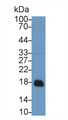 Western Blot; Sample: Rat Liver lysate; Primary Ab: 1µg/ml Rabbit Anti-Rat ACP1 Antibody Second Ab: 0.2µg/mL HRP-Linked Caprine Anti-Rabbit IgG Polyclonal Antibody 