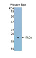 Western Blot; Sample: Recombinant protein.