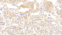 DAB staining on IHC-P; Samples: Human Adrenal gland Tissue;  Primary Ab: 10μg/ml Rabbit Anti-Human ACP1 Antibody Second Ab: 2µg/mL HRP-Linked Caprine Anti-Rabbit IgG Polyclonal Antibody 