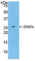 Western Blot; Sample: Recombinant TPPP, Human.