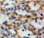 Used in DAB staining on fromalin fixed paraffin-embedded Spleen tissue