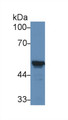 Western Blot; Sample: Mouse Liver lysate; ; Primary Ab: 1µg/ml Rabbit Anti-Mouse CYP2E1 Antibody; Second Ab: 0.2µg/mL HRP-Linked Caprine Anti-Rabbit IgG Polyclonal Antibody;