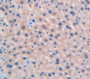 Cytochrome P450 2E1 (Cyp2E1) Polyclonal Antibody, Cat#CAU26716