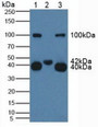 Western Blot; Lane1: Human 293T Cells; Lane2: Porcine Muscle Tissue; Lane3: Porcine Spleen Tissue