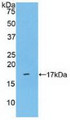 Western Blot; Sample: Recombinant KLRB1, Human.