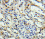 Used in DAB staining on fromalin fixed paraffin- embedded spleen tissue