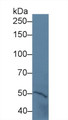 Western Blot; Sample: Mouse Cerebrum lysate; Primary Ab: 5µg/ml Rabbit Anti-Mouse PTPRH Antibody Second Ab: 0.2µg/mL HRP-Linked Caprine Anti-Rabbit IgG Polyclonal Antibody